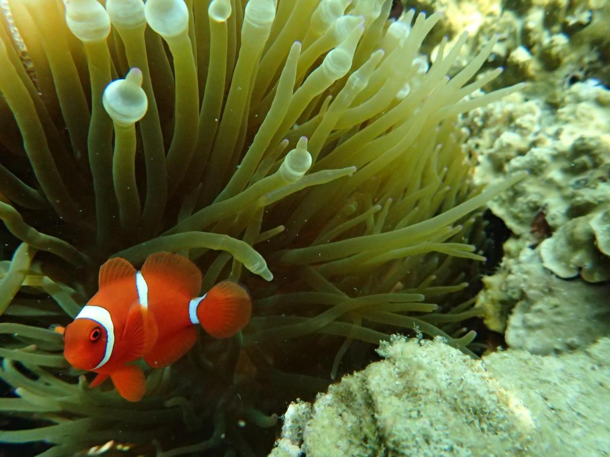 Ayu Hotel Karimunjawa Zewnętrze zdjęcie